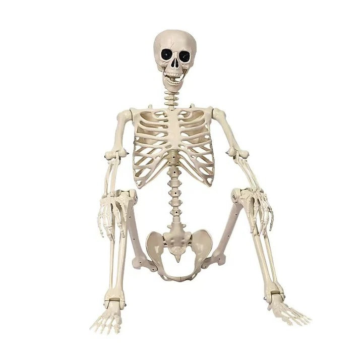 Full Body Skeleton Halloween Decoration with Posable Arms and Legs